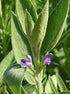 Seeds Sage (Salvia Officinalis) Non GMO Heirloom...