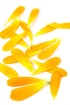 Calendula Petals – Pure Dried Marigold Flower Petals – Vegan | Gluten Free | Non-GMO | No Sugar Added - Net Weight: 0.35oz / 10g - Calendula Offic...