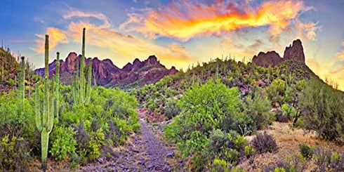 YongFoto Polyester Desert View Cactus Photo Backdrop Green Bush Rocky Purple Rock Wild West Natural Landscape Photography Background 72x18 inches ...