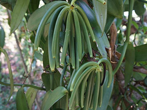 25 Organic Madagascar Vanilla Beans Grade B. Certified USDA Organic. 5"-7" Bulk by FITNCLEAN VANILLA| Bourbon Whole NON-GMO PODS....