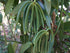 25 Organic Madagascar Vanilla Beans Grade B. Certified USDA Organic. 5"-7" Bulk by FITNCLEAN VANILLA| Bourbon Whole NON-GMO PODS....