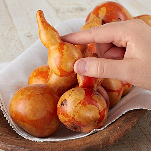12 Piece Package Mottled Orange Dried Natural Gourds | Dried Gourds for Fall Decor...