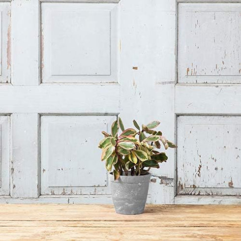 Dolce Round Planter, Gray, 6"...