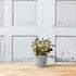 Dolce Round Planter, Gray, 6"...