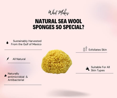 Sea Wool Sponge 5-6" (Large) by Bath & Shower Express ® Natural Renewable Resource, Esponja for Exfoliating and Washing Body...