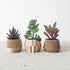 Artificial Succulent Plants - 18 Pack - Premium Fake Plants - Double Flocked Succulents - Realistic Textured Cactus - Face Succulent Plants - Mini...