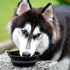 Kytely Large Collapsible Dog Bowls 2 Pack, 34oz Foldable Dog Travel Bowl, Portable Dog Water Food Bowl with Clasp, Pet Cat Feeding Cup Dish for Tr...