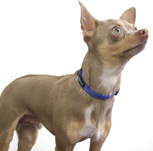 Max and Neo NEO Nylon Buckle Reflective Dog Collar - We Donate a Collar to a Dog Rescue for Every Collar Sold (X-Small, Purple)...