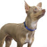Max and Neo NEO Nylon Buckle Reflective Dog Collar - We Donate a Collar to a Dog Rescue for Every Collar Sold (X-Small, Purple)...