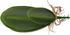 WINOMO Orchid Leaf, Artificial Orchid Plant Fake Flower Leaf Home Office Decoration...