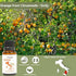 Orange Essential Oil - Direct from Citrusmade in Sicily- Pure Essential Oils for Diffusers and Aromatherapy - 100% Pure Therapeutic Grade (15ml)...