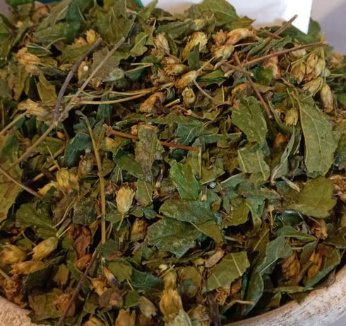 HealinGifts Prodigiosa dried herb whole 4 oz...