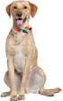 Rainbow Dog Collar with Bow Tie for LGBT Pride Gay Parade Puppy Pet Collar LGBT for Small Medium Large Dog...