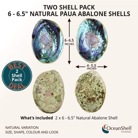 Ocean Shell Studios 6-6.5 inches Supreme Natural Abalone (P?ua) Two Shells for Smudging, Cleansing Home, Meditation, Shell Crafts,Incense Holder, ...