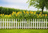 Leyiyi Spring Natural Scenery Backdrop 5x3ft Photography Backdrop Blossoming Yellow Sunflowers Tall Lush Tree White Wooden Textured Fence Family C...