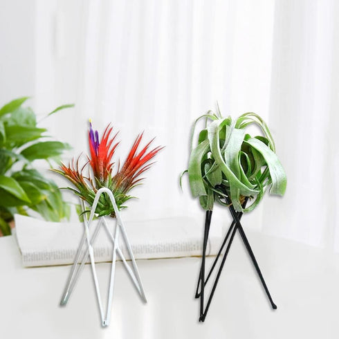 White Air Plant Holder Metal Flower Stand Geometric Iron Tillandsia Holder Plant Stands Art Display Home Garden Ornaments Tillandsia Holder...