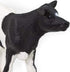 Safari Ltd. Holstein Calf Figurine - Detailed 3.25" Plastic Model Figure - Fun Educational Play Toy for Boys, Girls & Kids Ages 3+...