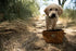 Carhartt Nylon Duck Travel Dog Bowl, Packable Dog Bowl for Food and Water, Carhartt Brown, 10 Cup Capacity...