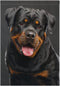 Rottweiler Dog Garden Flag Banner 12 x 18 Inch Decorative Garden Flag for Outdoor Lawn and Garden Home Décor Double-Sided...