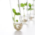 10pcs 20x150mm Glass Test Tubes, 30ml Boro Clear Propagation Tube for Plants, Tube Vials Container with Black Screw Cap, Scientific Experiment Can...