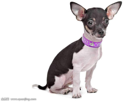 Rhinestone Dog Collar, Crown Rhinestone Diamante Jewelry Crystal Adjustable PU Leather Pet Dog Cat Puppy Collar (S:8-10.5", Purple)...