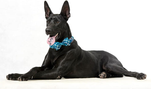 Maca Bates Blue Checkered Dog Collar with Bow Bowtie for Dogs Bows Tie Grid Summer Plaid Adjustable Breakaway Collars Accessories Birthday Gift fo...