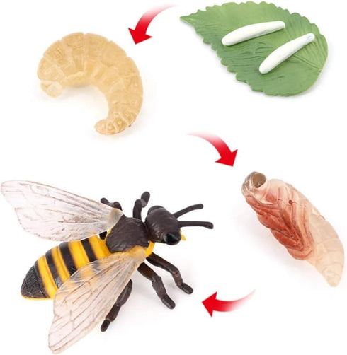 Bee Growth Cycle, Animal Growth Cycle Biological Model, Growth Stage Lifelike Bee Life Cycle Model Set for Kids Education Insect Themed Party Favo...