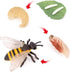 Bee Growth Cycle, Animal Growth Cycle Biological Model, Growth Stage Lifelike Bee Life Cycle Model Set for Kids Education Insect Themed Party Favo...