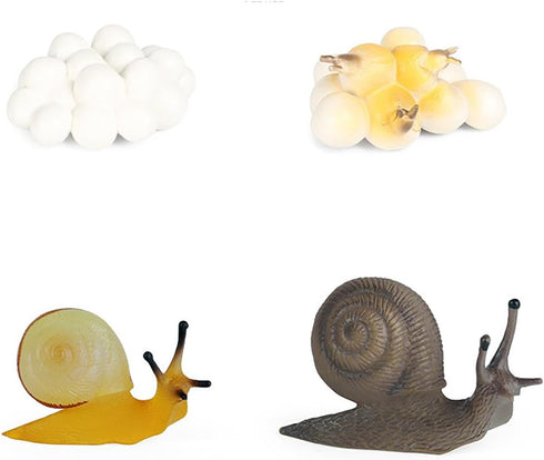 Realistic Animal Growth Cycle Model Toy Educational Toy for Boys Girls Kids Gifts (Snail) OX117-120...