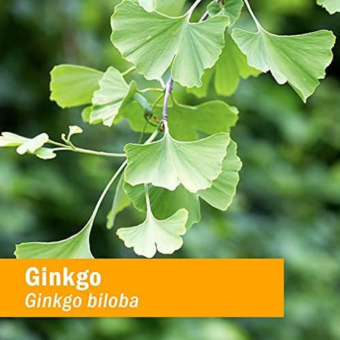 Herb Pharm Certified Organic Ginkgo Liquid Extract for Memory and Concentration - 1 Ounce (781468)...