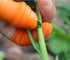 Fruit and Vegetable Picking Potted Plants Trim Silicone Thumb Knife Set Portable Small Garden Tools...