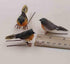 10PCS Robin Bird Christmas Tree Decoration Craft Very Cute Artificial Feather...