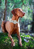 ARING PET Bowtie Dog Collar, Dog Collar with Bow, Adjustable Dog Collars for Small Medium Large Dogs....