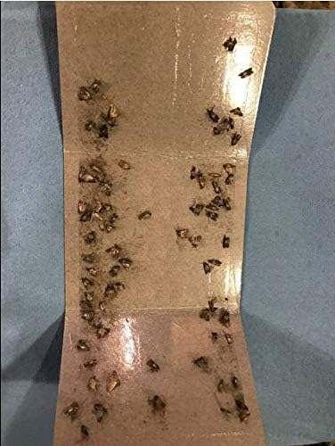 Clothing Moth Traps - 11 Count - Foldable Moth - Eco-Friendly Hassle Control - Pheromone Technology - Closet Mothballs - Wood/Carpet/Clothes...