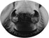 Horse PopSockets PopGrip: Swappable Grip for Phones & Tablets PopSockets Adhesive PopGrip...