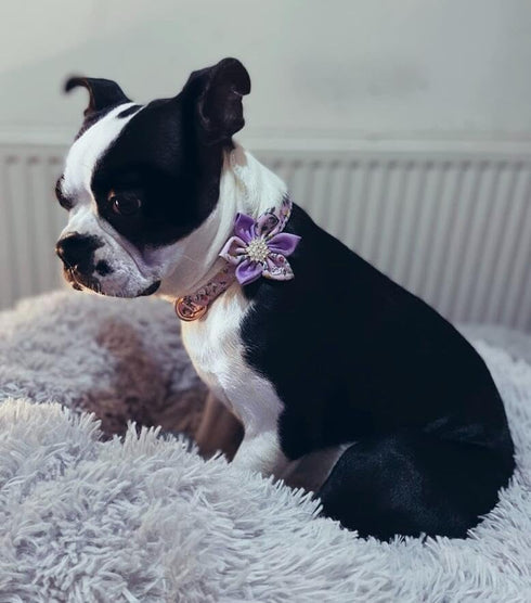 Dog Collar, Girl Dog Collar Puppy Collar Floral Pattern Dog Collar Cute Dog Collar with Detachable Rhinestone Flower for Female Dogs Small Medium ...