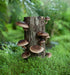 100 Shiitake 100 Mushroom Plug Spawn Edible Mycelium Plugs...