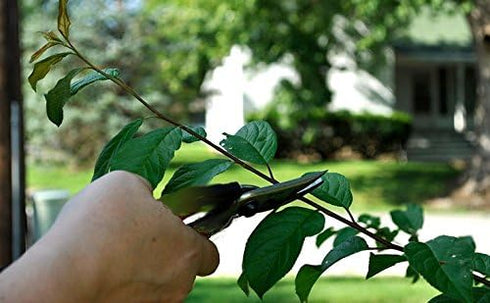Edward Tools Pruning Snips Set (2) - Floral Scissors and Bypass pruners - Precise pruning flowers, fruit trees, bonsai, grapes - Carbon Steel blad...