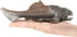 Fantarea Sea Animal World Animal Figures Desktop Decoration Imitation Ornament Animal Model Toys Gifts for Kid Children (Dunkleosteus)...