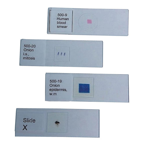 United Scientific Supplies 500-20 "Onion Root Tip Mitosis" Prepared Microscope Slide...