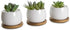 6pcs 3 inch Bamboo Round Plant Saucer, Mini Flower Pot Tray for Cactus Plant Pot Flower Pot Container Planter Bonsai Pots,no Plants Pot...