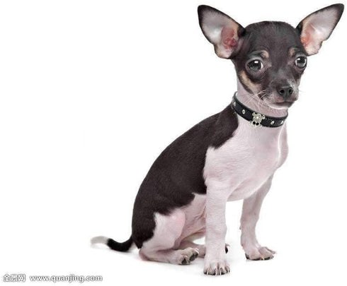 Cute Dazzling Sparkling Elegant Fancy Skull Diamond Crystal Rhinestone Leather Small Pet Dog Cat Collar Puppy(White,M)...