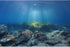 AWERT Ocean Floor Fish Tank Background Underwater Stone Aquarium Background 48x20 inches Vinyl...