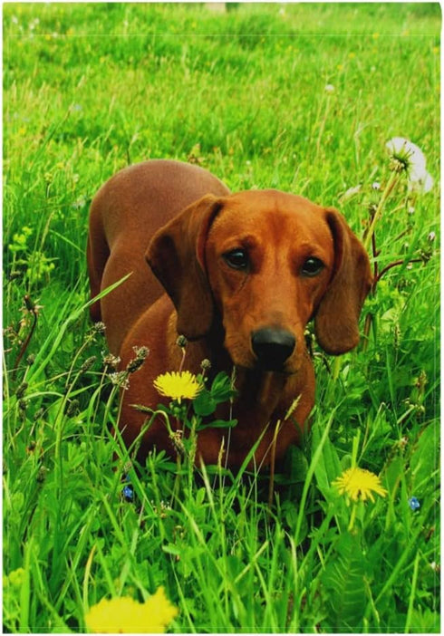 Dachshund Dog Garden Flag Double Sided 12 x 18 Inch, Yard Flags, Decorative Small Garden Flags, Outdoor Lawn and Garden Décor...