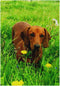 Dachshund Dog Garden Flag Double Sided 12 x 18 Inch, Yard Flags, Decorative Small Garden Flags, Outdoor Lawn and Garden Décor...