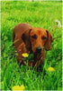 Dachshund Dog Garden Flag Double Sided 12 x 18 Inch, Yard Flags, Decorative Small Garden Flags, Outdoor Lawn and Garden Décor...