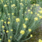 Everlasting Seeds (Helichrysum arenarium) Packet of 40 Seeds...