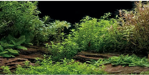 AWERT Aquarium Background River Bed & Lake Aquatic Plant Fish Tank Background Vinyl 30x18 inches...