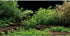 AWERT Aquarium Background River Bed & Lake Aquatic Plant Fish Tank Background Vinyl 30x18 inches...