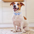 KOOLTAIL Dog Collar and Leash Set 3 Park, Adjustable Soft Leather Puppy Collar and Leash Tangle Free for Outdoor Walking, Dog Bandana Collar with ...